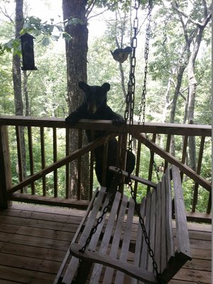 Black bear standing on the cabin deck behind the porch swing