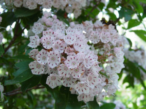 Mountain laurel in bloom